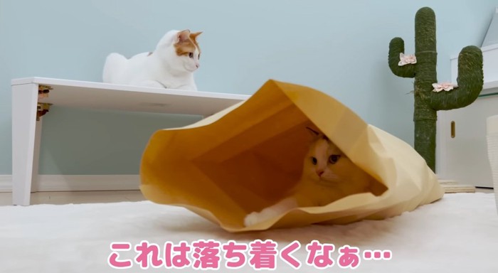 紙袋の中の猫