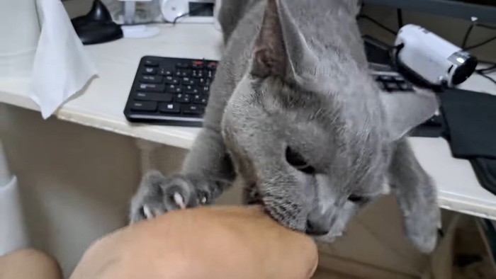 噛みつき