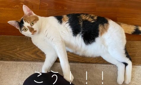 ねそべっているミケ猫