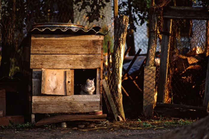 専用の小屋でひと休みする猫