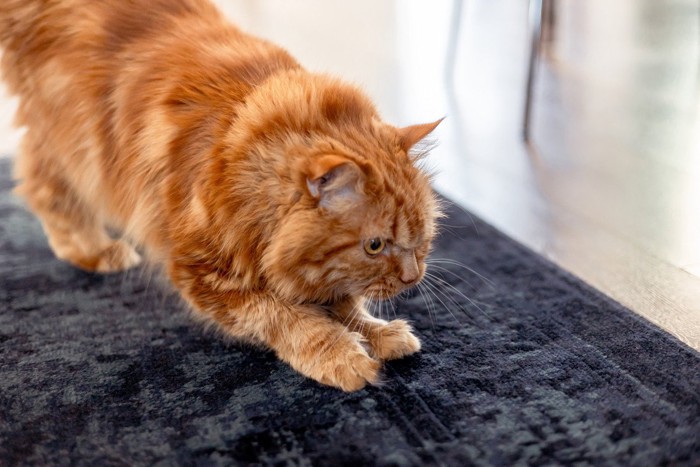 カーペットで爪とぎをする猫