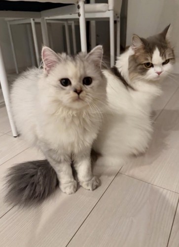 座っている猫2匹