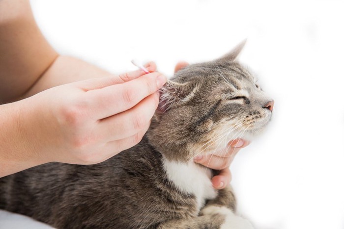 綿棒で耳掃除をされている猫