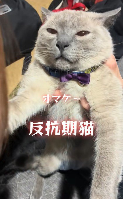 飼い主を見つめる猫