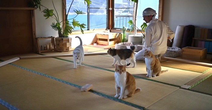 飼い主さんの周りに集まる4匹の猫
