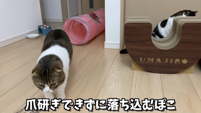 下を向いて歩く猫