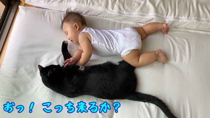 黒白猫の毛を触る赤ちゃん