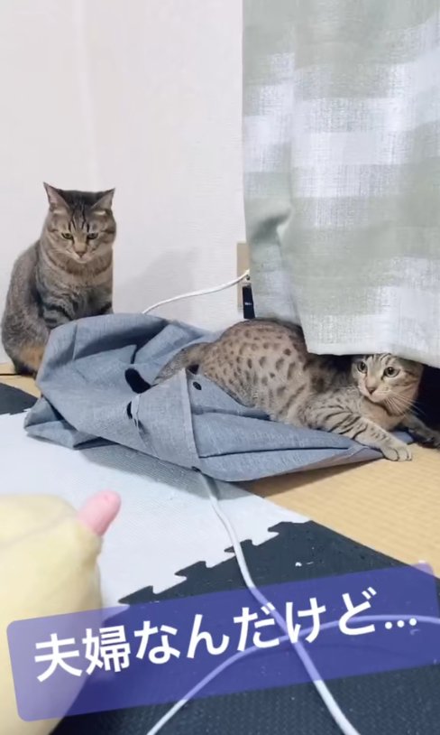 俯いてお座りしている猫と伏せて画面左側を見つめる猫