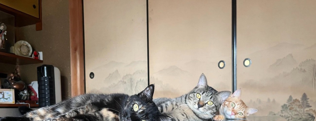 机の上で寝そべる3匹の猫