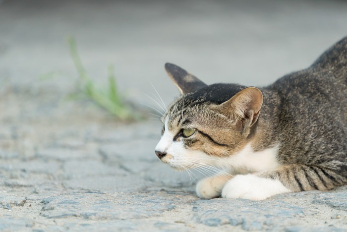 猫の横顔