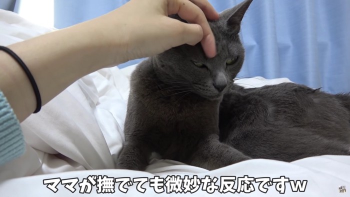 撫でられる猫