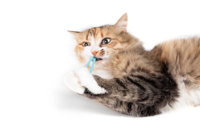 ヘアゴムをくわえる猫