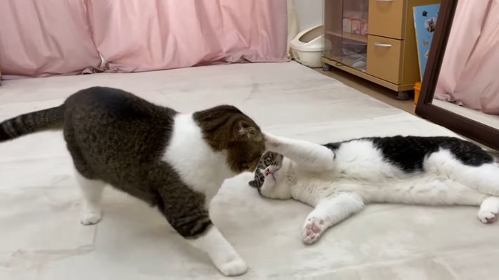 お腹を見せて横になる猫と立つ猫