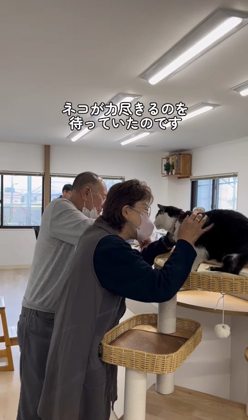 マスクをつけた女性に顔を近づけるカゴの中にいる猫