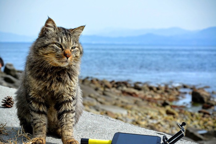 相島の猫