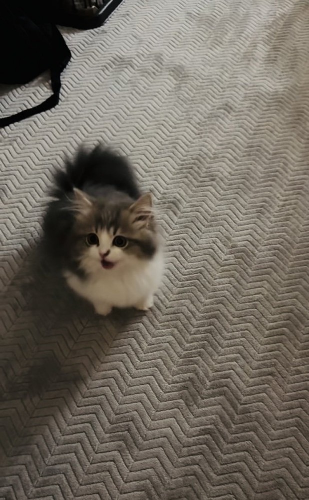 ママさんの呼び掛けに返事する子猫