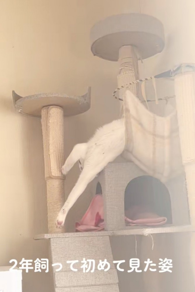 伸びをする猫