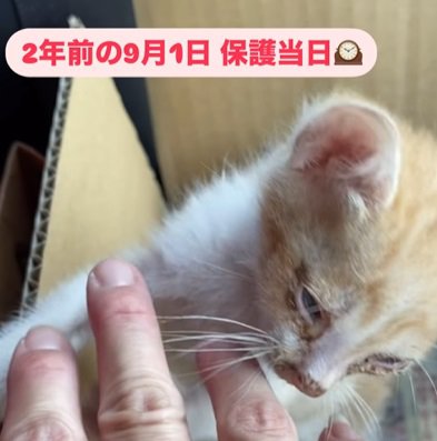 茶トラ子猫が指にじゃれつくアップ