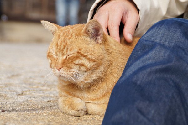 猫を触る