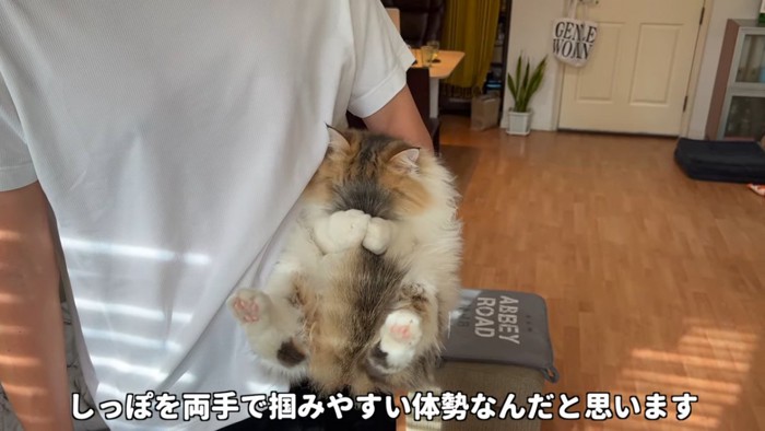 しっぽで顔が隠れている猫