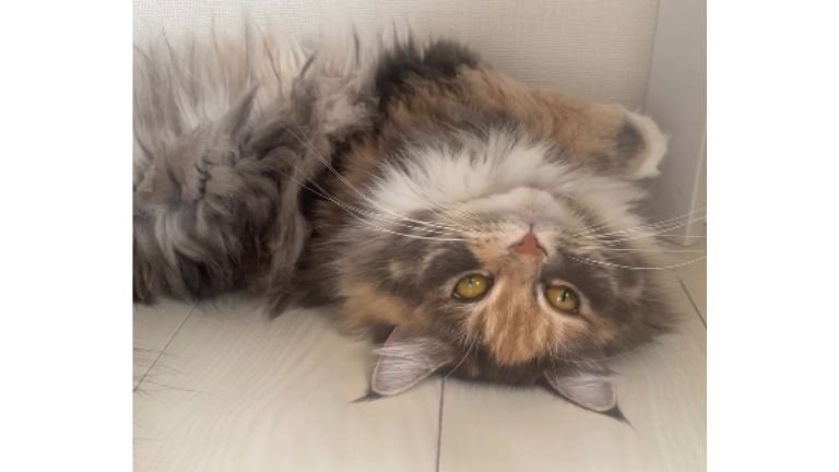 室内にいる猫