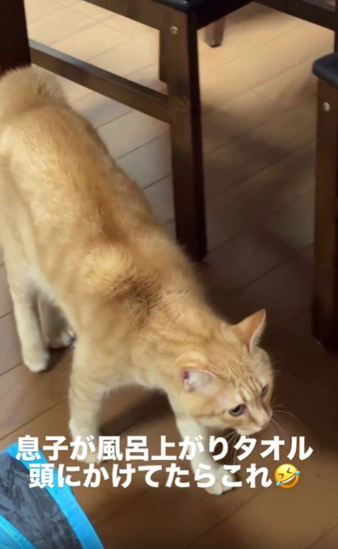 テーブルの横を歩く猫
