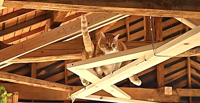 すれ違う2匹の猫
