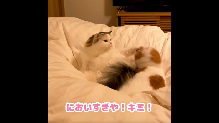 茶白猫の頭を叩く長毛猫