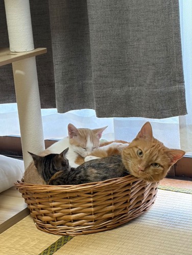 かごに入る猫たち