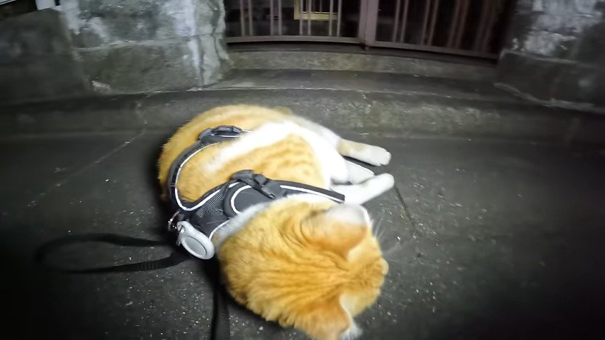 外 道路に寝転ぶ猫