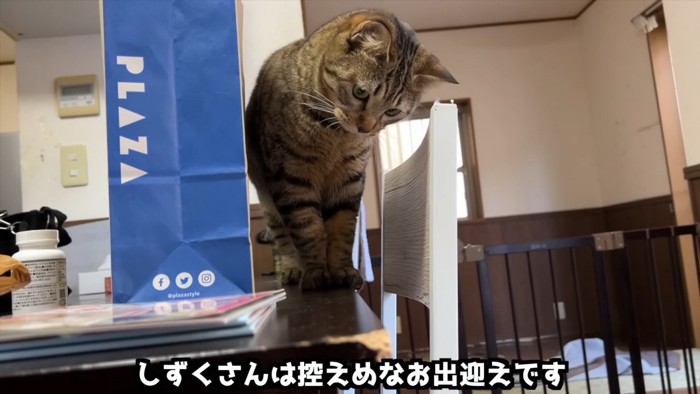 テーブルの上から見下ろす猫