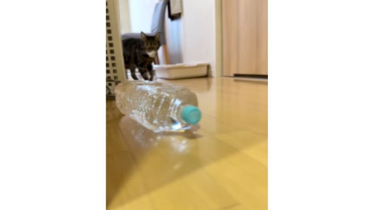 廊下を歩く猫