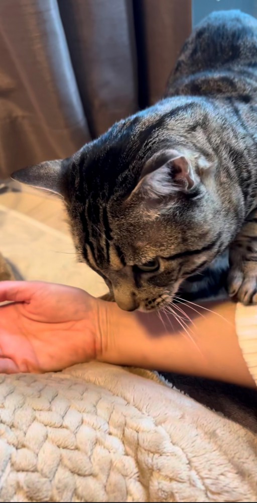 飼い主の腕を手繰り寄せる猫