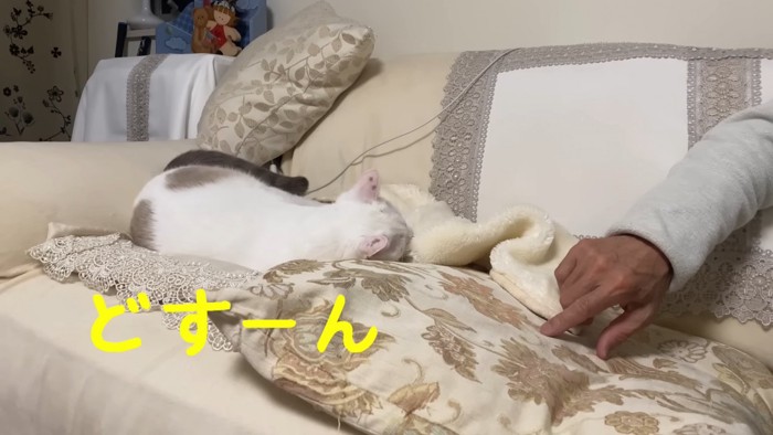 横になる猫