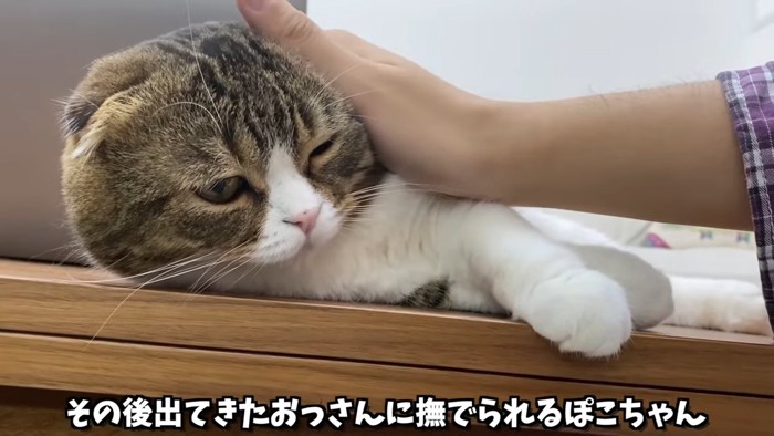 なでられる猫