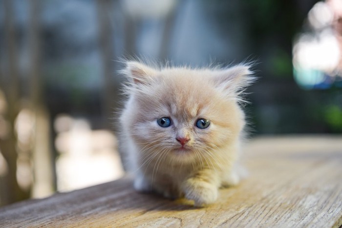 悲しげな表情のマンチカンの子猫