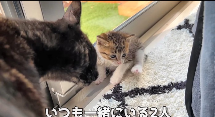 見つめる猫