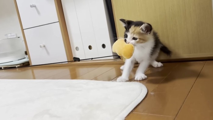 引っ張り合う三毛ちゃん