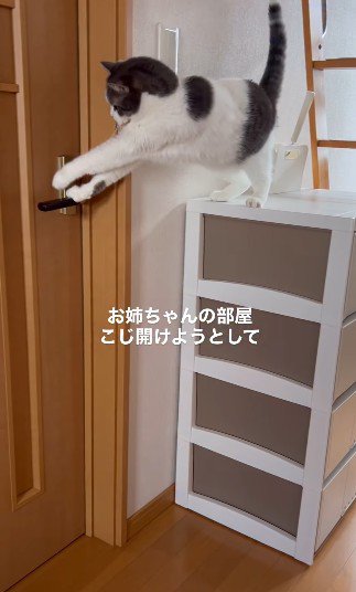 棚の上からドアレバーを押そうとする猫