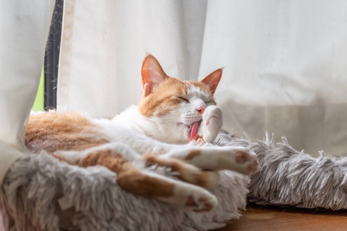 毛繕いする猫