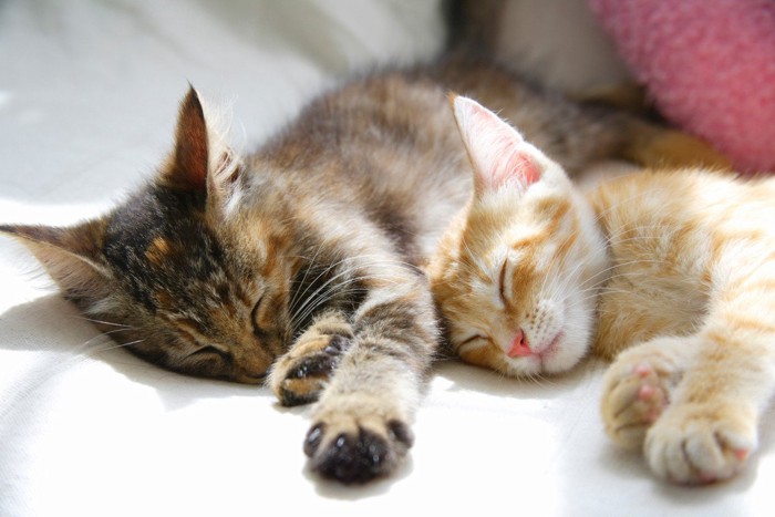 2匹の雑種猫