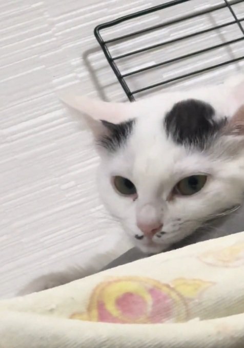 目を覚ました白黒の猫