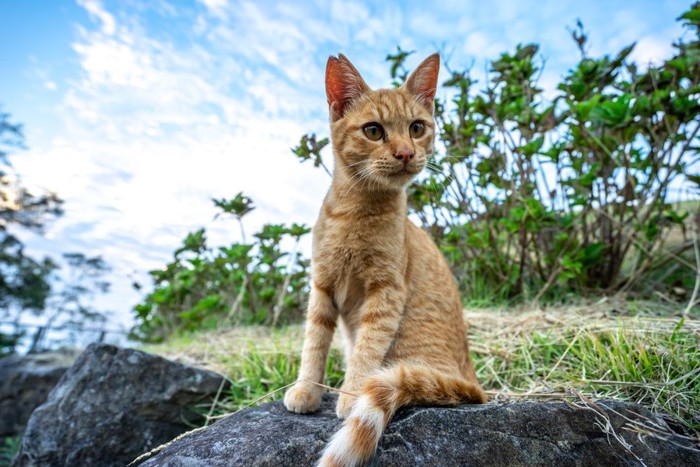 さくら猫