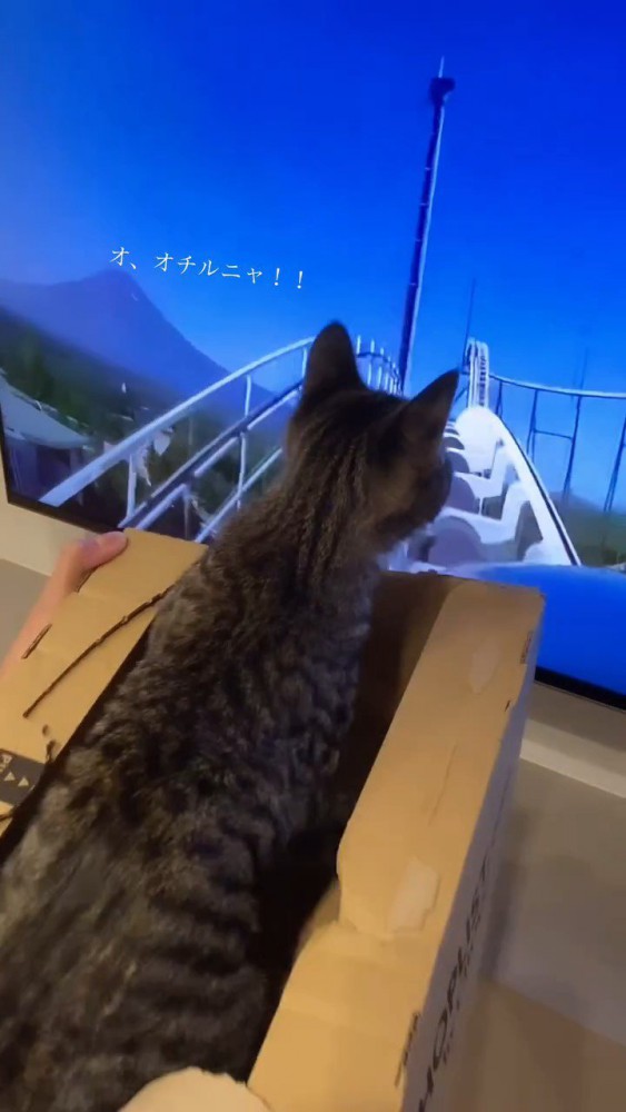 テレビに写った空を見る猫