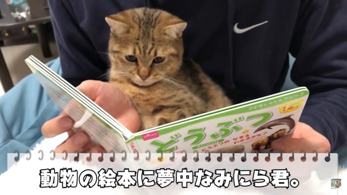 絵本を見る子猫