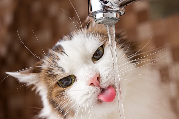 蛇口から飲む猫