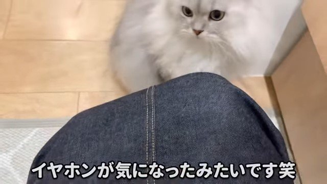 飼い主の膝の前にいる猫