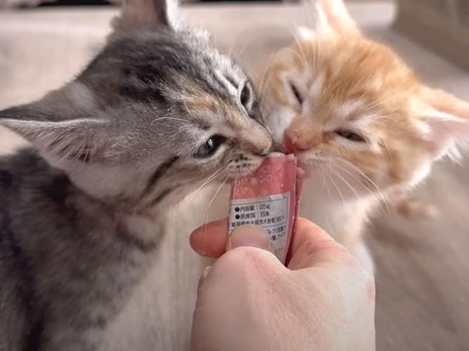 おやつを食べる子猫