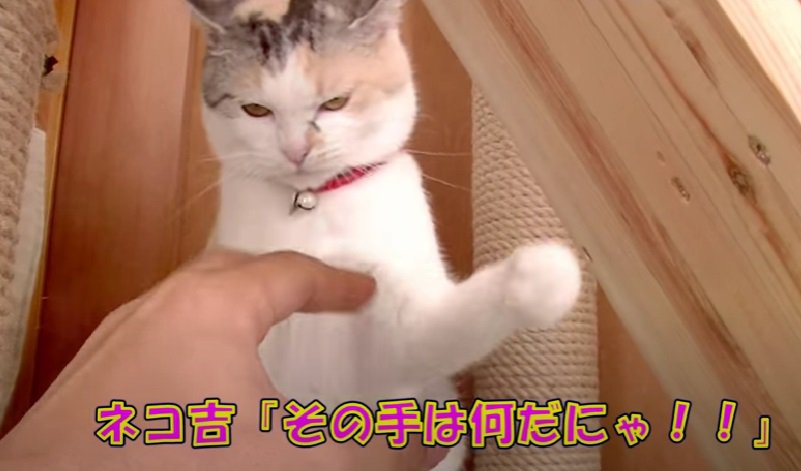 猫パンチをする三毛猫