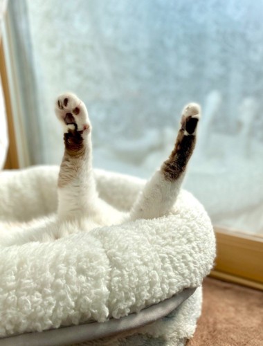 両手を上げた猫1